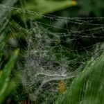 online growth strategy model