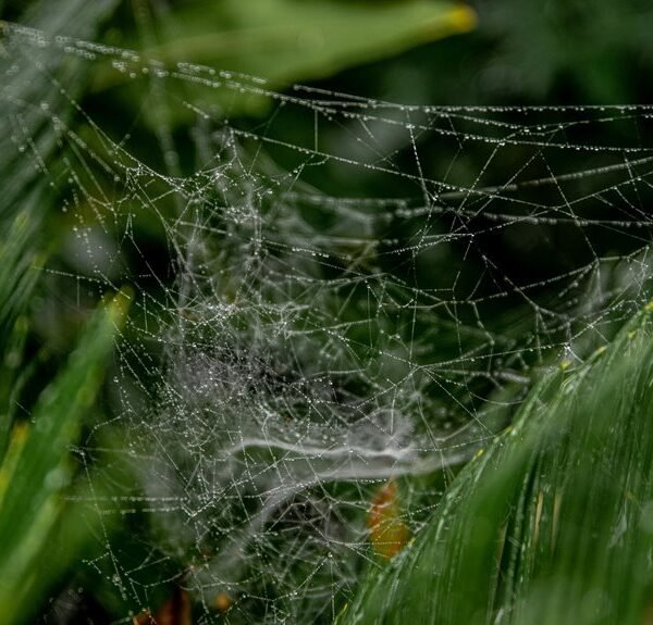 online growth strategy model